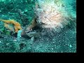 A few frogfish shot in different location in Lembeh