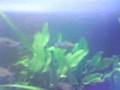 my aquarium,rainbows,betta,rams.....