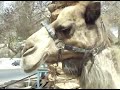 Ну очень странный кот (верблюд)
