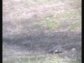 videos de Turtle on a mission 13/11/08