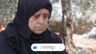 يوم عمل تطوعي لقطف ثمار الزيتون على أراضي قرية اسكاكا في سلفيت