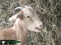 LosChivosNJ.com-ChivoMANIA-Ene27-08-El sentir de un Chivo LosChivosNJ.com-ChivoMANIA-Ene27-08-El sentir de un Chivo