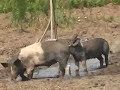 A Pig\