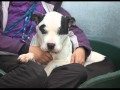 Sid needs a home