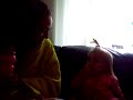 chocolate babbi