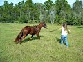 Sam Lunging Crystal