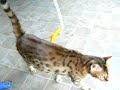 Bengal Cat Playing with Feather Toy