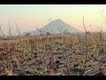 Attacking Deforestation - Ripple Effect - Washington State University