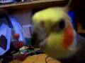 Lucky singing