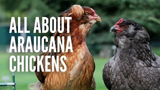 Araucana Chickens: All You Need to Know About Them