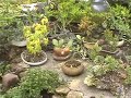 Bonsaigarden in May 2008 No.7