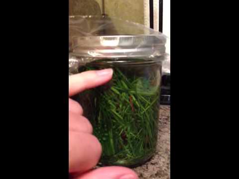 how to dye pine needles