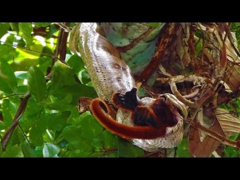 SNAKE EATS HOWLER MONKEY