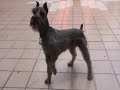 Entrenamiento de Calvin