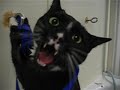 YouTubeサムネイル[IM_Q8jfOelE] - 2枚目