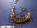 hormigas asesinas