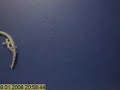 hormigas asesinas