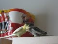 Chippy gets annoyed at Bebe\