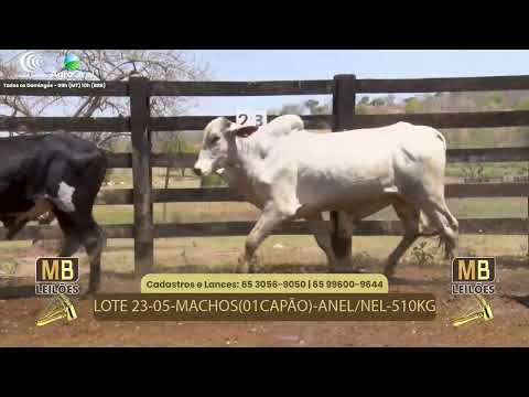 513� LEIL�O VIRTUAL MB LEIL�ES
