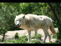 ZOO AMNEVILLE 2008