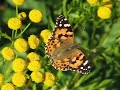 2009_08_22 Ohdakeperhonen (Vanessa cardui)