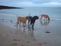 Great Danes at the Beach