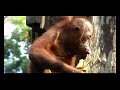Borneo - Orangutans at the Sepilok Nature Resort