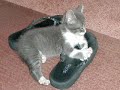 Hank the Cat Tribute \"I Know You By Heart\"