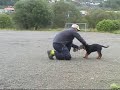 rottweiler puppy training rottweiler puppy training