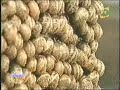 helicicultura: caracoles alternativa del desarrollo