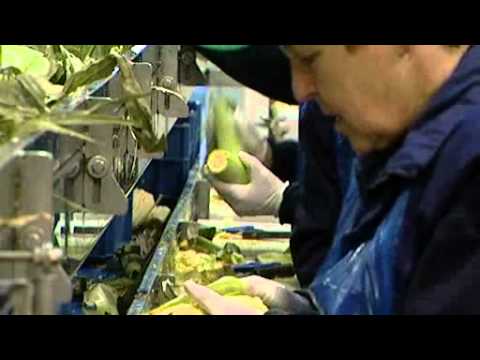 Greenport Ondernemers TV - 001 Giel Hermans