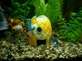 freshwater fish aquarium freshwater fish aquarium