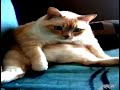 Lazy Cat Coughs And Farts At Same Time