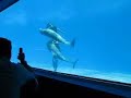 Apnea con Delfines - Dolphin�s Freediving