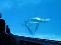 Apnea con Delfines - Dolphin´s Freediving