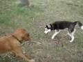 Bloodhound video