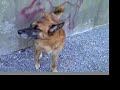 Chopper the Shepherd Mix Chopper the Shepherd Mix