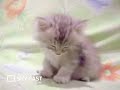 http://www.skycast.com/promotions/59/Isn't the SkyCast.com kitten cute! Do you have the purrfect kitten that makes everyone go aww?! If so, your pet could be famous on SkyCast.com. SkyCast are looking for your cute and cuddly creature clips so upload them on SkyCast.com and your video could be appearing in our clips of the week. Terms and Conditions apply. Visit SkyCast.com for more details.