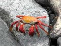 North Seymour, Galapagos- Sally Lightfoot Crab North Seymour, Galapagos- Sally Lightfoot Crab