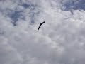 Zagi 400X Maiden FLight