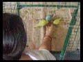 Parakeet bird\ Parakeet bird\