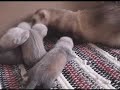 adult-ferrets-with-kits.html