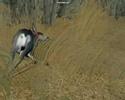 deer hunter. deer hunter.