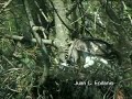 Culebrera Culebrera