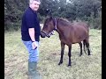 Day 6 - Halter on