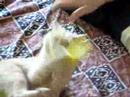 Kitty with his Banana