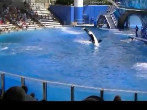 killer whale