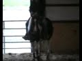 APHA reiner: shown NRHA, great mare!!
