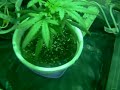 MY GROW BOX