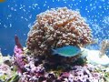 Frogspawn Torch Coral and Starburst Frogspawn Torch Coral and Starburst